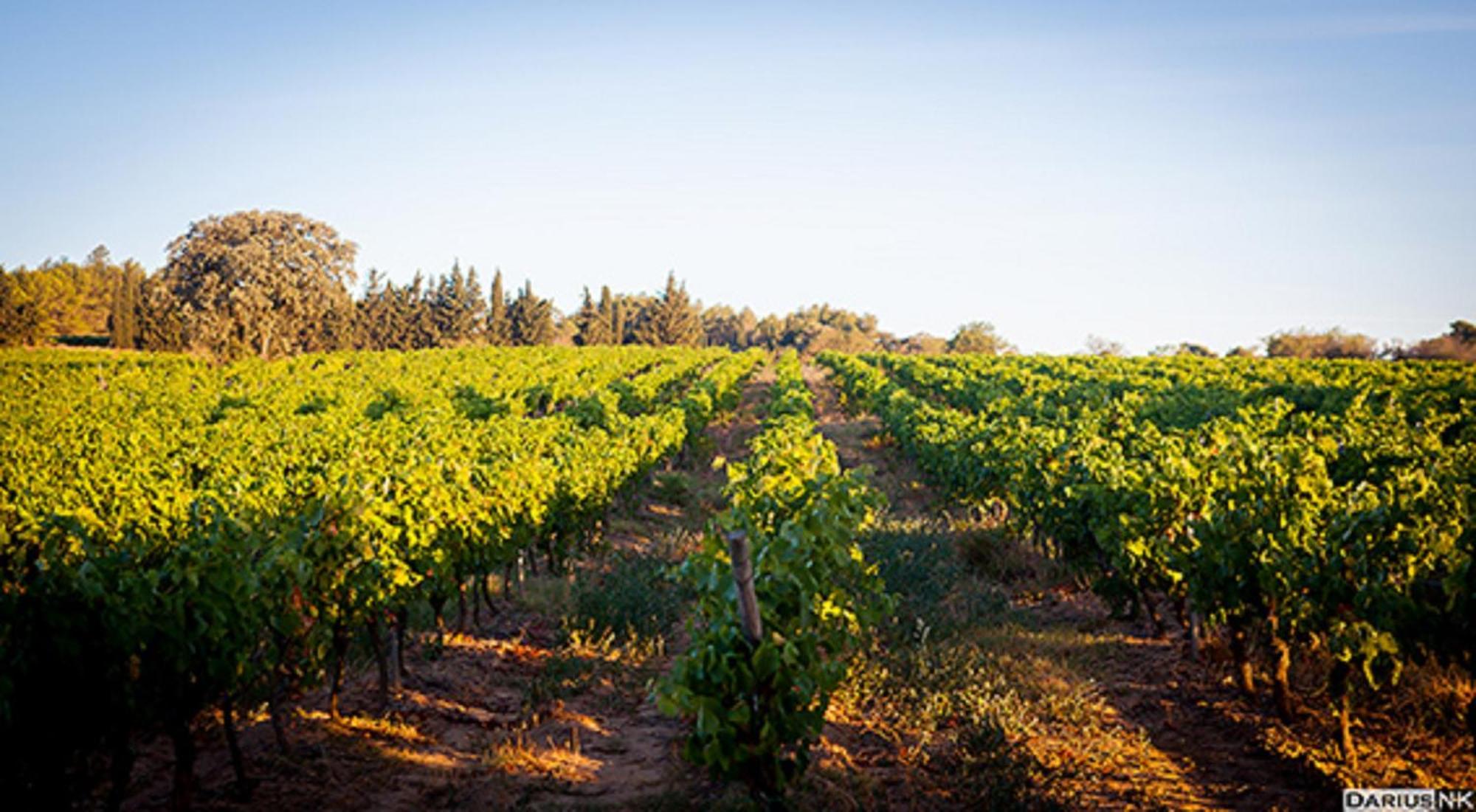 Chateau Borie Neuve Badens المظهر الخارجي الصورة